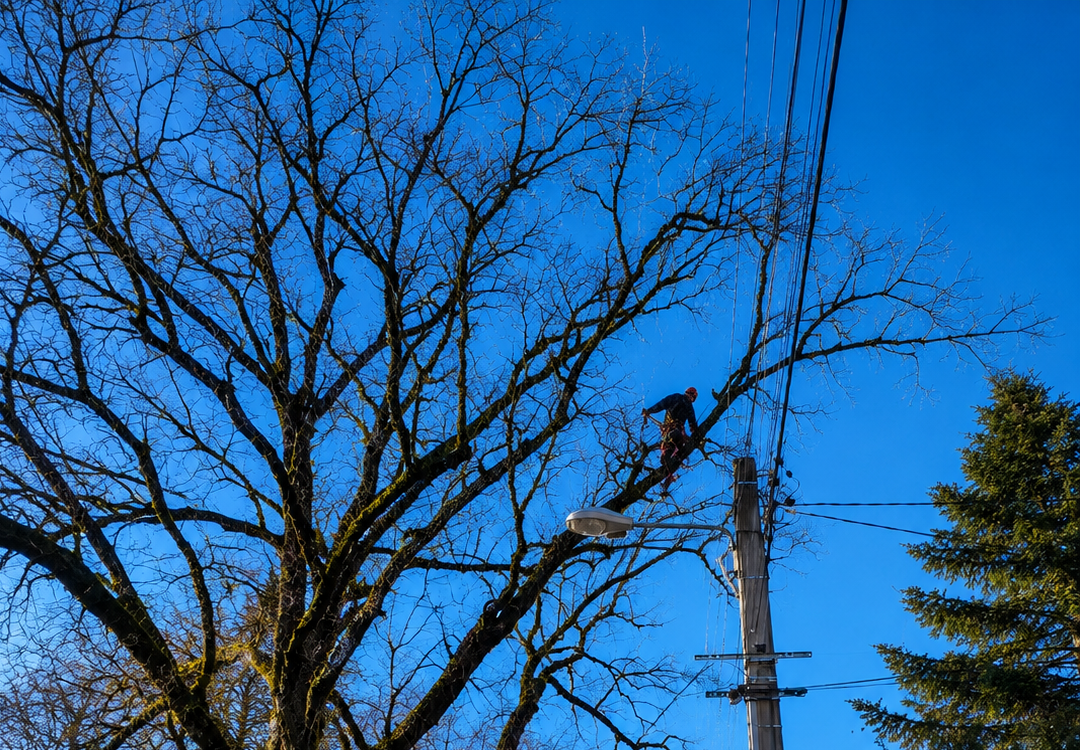 Élagueur grimpeur professionnel en action dans la cime d'un grand arbre sans feuilles, à côté d'un camion de la SARL Roche Frères.